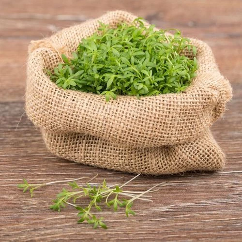 Sprouting Watercress Seeds 3 Sprouting Watercress Seeds