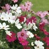 Sonata™ Mix Cosmos Flower Seeds -Botanical Bliss 00615