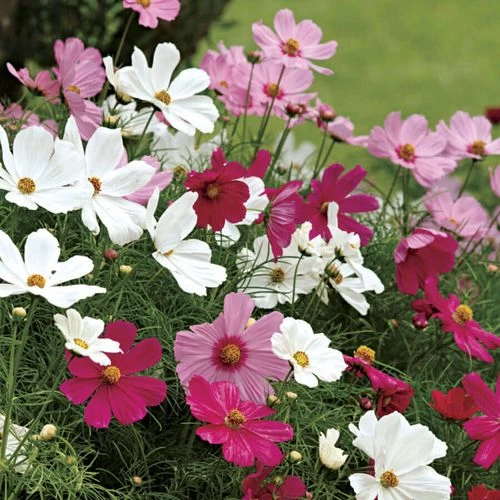 Sonata™ Mix Cosmos Flower Seeds 3 Sonata™ Mix Cosmos Flower Seeds