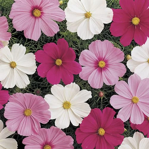 Sonata™ Mix Cosmos Flower Seeds 4 Sonata™ Mix Cosmos Flower Seeds - Image 2