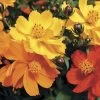 Cosmic Mix Cosmos Seeds -Botanical Bliss 00618 PK 500