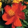 Cosmic Red Cosmos Seeds 1 Cosmic Red Cosmos Seeds -Botanical Bliss 00625 pk p1