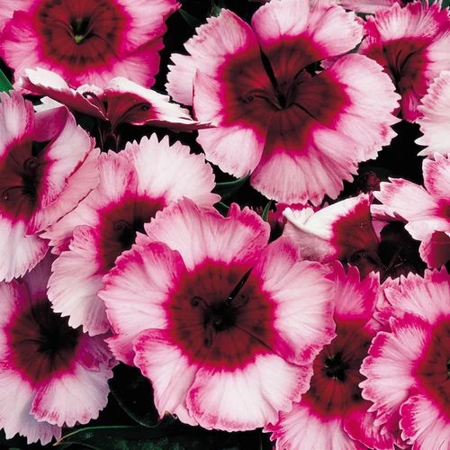 Super Parfait™ Raspberry Hybrid Dianthus Seeds 3 Super Parfait™ Raspberry Hybrid Dianthus Seeds