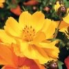 Cosmic Yellow Cosmos Flower Seeds -Botanical Bliss 00639 pk p1
