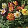 Harlequin Mix Dahlia Seeds -Botanical Bliss 00684 PK 100