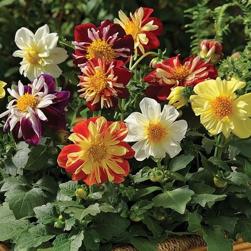 Harlequin Mix Dahlia Seeds 3 Harlequin Mix Dahlia Seeds