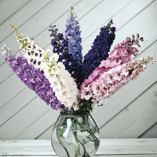 Magic Fountain Mix Delphinium Seeds 3 Magic Fountain Mix Delphinium Seeds
