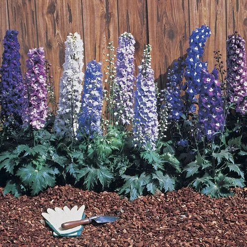 Magic Fountain Mix Delphinium Seeds 4 Magic Fountain Mix Delphinium Seeds - Image 2