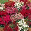 Telstar⢠Mix Hybrid Dianthus Seeds 1 Telstar⢠Mix Hybrid Dianthus Seeds -Botanical Bliss 00715 PK 250