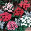 Carpet Mix Dianthus Seeds 1 Carpet Mix Dianthus Seeds -Botanical Bliss 00741 PK 250
