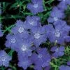 'Siberian Blues' Dianthus Seeds -Botanical Bliss 00745 pk p1