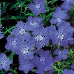 'Siberian Blues' Dianthus Seeds