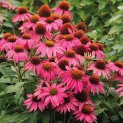 PowWow® Wild Berry Coneflower Seeds