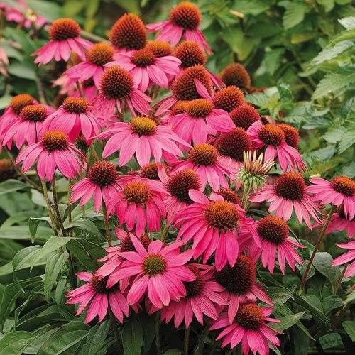 PowWow® Wild Berry Coneflower Seeds 3 PowWow® Wild Berry Coneflower Seeds