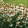 PowWow® White Coneflower Seeds -Botanical Bliss 00774 PK 100