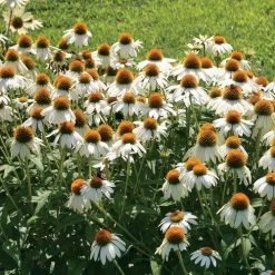 PowWow® White Coneflower Seeds