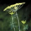 Fernleaf Dill Seeds -Botanical Bliss 00775 pk p1