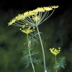 Fernleaf Dill Seeds