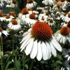 White Swan Coneflower Seeds -Botanical Bliss 00801 pk p1