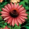Magnus Coneflower Seeds 2 Magnus Coneflower Seeds -Botanical Bliss 00825