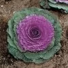 Color Up Purple Hybrid Ornamental Cabbage Seeds -Botanical Bliss 00848