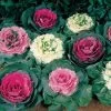 Color Up Mix Hybrid Ornamental Cabbage Seeds -Botanical Bliss 00853 PK 250