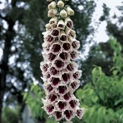 Pam's Choice Foxglove Seeds