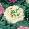 Color Up White Hybrid Ornamental Cabbage Seeds 2 Color Up White Hybrid Ornamental Cabbage Seeds -Botanical Bliss 00882 PK 250