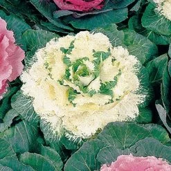 Color Up White Hybrid Ornamental Cabbage Seeds