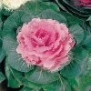 Color Up Pink Hybrid Ornamental Cabbage Seeds 2 Color Up Pink Hybrid Ornamental Cabbage Seeds -Botanical Bliss 00885 PK 250