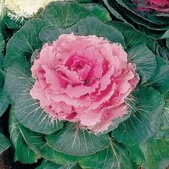 Color Up Pink Hybrid Ornamental Cabbage Seeds