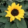 Choco Sun Sunflower Seeds -Botanical Bliss 00904 PK 250