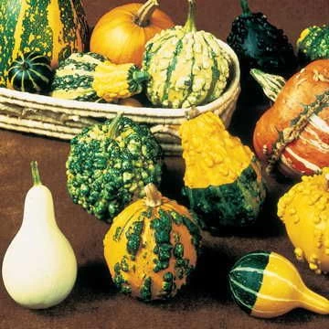 Gourd Complete Large & Small Mix Seeds 3 Gourd Complete Large & Small Mix Seeds