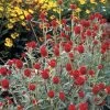 'Strawberry Fields' Gomphrena Seeds -Botanical Bliss 00931 pk p1