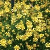 Dakota Gold Helenium Seeds -Botanical Bliss 00940 PK 100