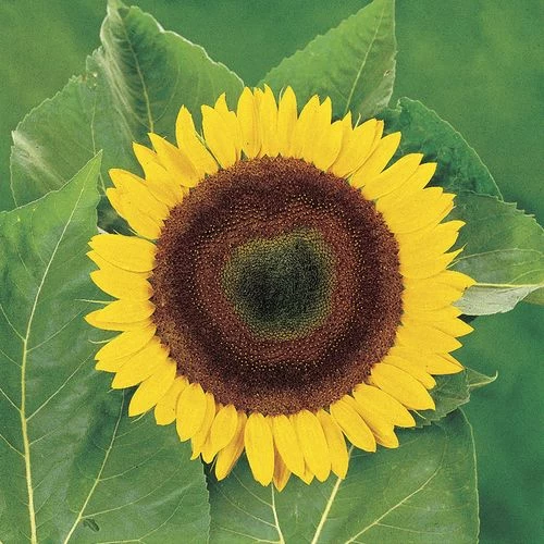 Giganteus Sunflower Seeds 3 Giganteus Sunflower Seeds