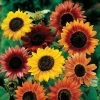Large Flowered Mix Sunflower Seeds -Botanical Bliss 00951