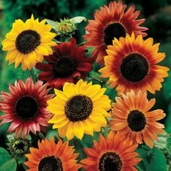Large Flowered Mix Sunflower Seeds