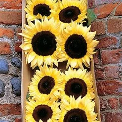 ProCut® Lemon Hybrid F1 Sunflower Seeds