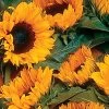 ProCut® Orange Hybrid F1 Sunflower Seeds 1 ProCut® Orange Hybrid F1 Sunflower Seeds -Botanical Bliss 00959 PK 250