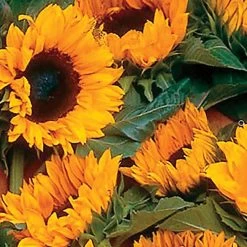 ProCut® Orange Hybrid F1 Sunflower Seeds