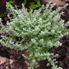 Silver Mist Helichrysum Seeds -Botanical Bliss 00965 PK 100