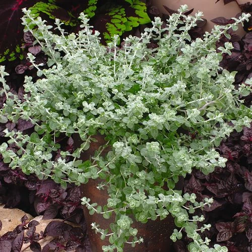 Silver Mist Helichrysum Seeds 3 Silver Mist Helichrysum Seeds