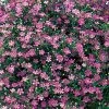 Gypsy Deep Rose Hybrid Gypsophila Seeds -Botanical Bliss 00983 PK 250