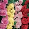 Summer Carnival Hollyhock Mix Seeds 1 Summer Carnival Hollyhock Mix Seeds -Botanical Bliss 00985 pk p1