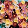 Happy Lights Hollyhock Mix Seeds -Botanical Bliss 00992 pk p1