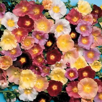 Happy Lights Hollyhock Mix Seeds 3 Happy Lights Hollyhock Mix Seeds