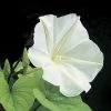Moonflower Plant Vine Seeds 1 Moonflower Plant Vine Seeds -Botanical Bliss 01052