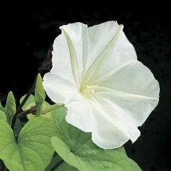 Moonflower Plant Vine Seeds
