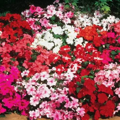 Accent™ Mix Hybrid Impatiens Seeds 3 Accent™ Mix Hybrid Impatiens Seeds